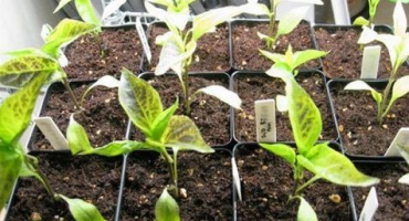 Proč mohou vaječníky pepře spadnout a co dělat